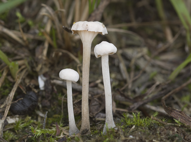 Marasmiellus tricolor